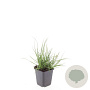 Pennisetum al. 'Little Bunny' GM P9