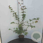 Acer campestre 80-100 cm 12L