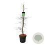 Acer pal. 'Dissectum' 100-125 cm 14L