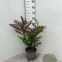 Berberis thunb. 'Atropurpurea' 40-60 cm 5,0L