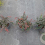 Berberis thunb. 'Atropurpurea Nana' 30-40 cm 5,0L