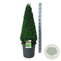 Buxus sempervirens 90-100 cm 17L piramide antraciet