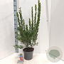 Callistemon vimin. Inferno 35-40 cm 5,0L