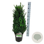 Buxus sempervirens 50-60 cm 6L struik