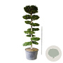 Carpinus betulus 250-300 cm cont. 500L bonsai