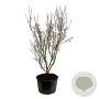 Cornus k. 'Schmetterling' 225-250 cm cont. 285L solitair