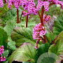 Bergenia cordifolia 'Purpurea' GM P9