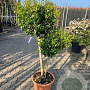 Ligustrum j. 'Texanum' 100-120 cm container pompon
