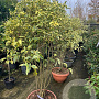 Ligustrum luc. 'Excelsum Superbum' 140-160 cm container meerstammig