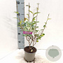 Ligustrum ovalifolium 20 cm P12