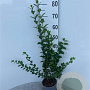Ligustrum ovalifolium 60-80 cm 2,0L