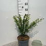 Ligustrum vulg. 'Lodense' 30-40 cm 5,0L