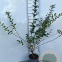 Ligustrum vulg. 'Lodense' 40-60 cm 2,0L