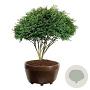 Euonymus alat. 'Compactus' 175-200 cm eigen wortel scherm bronze