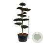 Fagus syl. 'Atropunicea' 250-300 cm cont. 285L bonsai