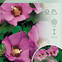 Hibiscus syr. Pink Giant 50-60 cm 7,5L