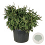 Picea a. 'Acrocona' 125-150 cm cont. 230L solitair