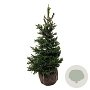 Picea a. 'Will's Zwerg' 80-100 cm met kluit extra