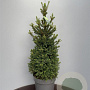 Picea a. 'Will's Zwerg' 150-175 cm cont. 70L extra