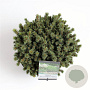 Picea gl. 'Alberta Globe' 25-30 cm 5,0L