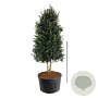 Ilex aquipernyi Dragon Lady 300-350 cm cont. 500L Pir. op stam
