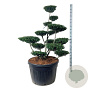 Ilex crenata 'Green Hedge' 125-150 cm cont. 180L bonsai