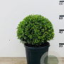 Ilex crenata 'Stokes' 60-80 cm cont. 90L bonsai