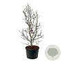 Magnolia 'Genie' 225-250 cm cont. 230L solitair