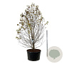 Magnolia kobus 300-350 cm cont. 500L solitair