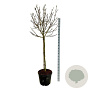 Magnolia soul. 'Alba Superba' 120 cm stam cont. 55L extra