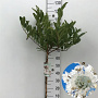 Magnolia stellata 50 cm stam 7,5L