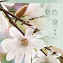 Magnolia stellata 60 cm stam 7,5L