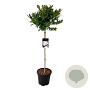 Magnolia stellata 80 cm stam 15L