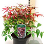 Nandina d. Blush Pink 30-40 cm 10L