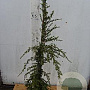 Tsuga can. 'Pendula' 80-100 cm 5,0L