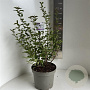 Syringa meyeri Flowerfesta White 30-35 cm 5,0L