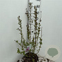 Syringa microphylla 'Superba' 80-100 cm 10L