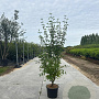 Cornus mas 175-200 cm 20L meerstammig
