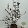 Viburnum burkw. 'Anne Russell' 60-80 cm 10L