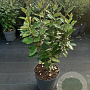 Elaeagnus ebb. 'Compacta' 50-60 cm 10L