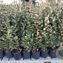 Elaeagnus ebb. 'Compacta' 100-110 cm 9L