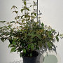 Viburnum plic. 'Mariesii' 60-80 cm 7,5L
