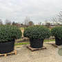 Prunus l. 'Angustifolia' 150-175 cm cont. 500L platte bol