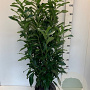 Prunus l. Genolia 80-100 cm met kluit
