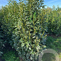 Prunus l. Genolia 175-200 cm met kluit