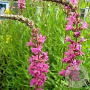 Lythrum sal. 'Morden Pink' GM P9