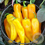 Puntpaprika Corno di toro Giall GM Per 70 zaden