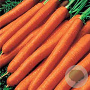 Wortel Amsterdam 2 GM Per 1600 zaden