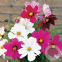 Cosmos Cosmea Sensation Gemengd GM Per 300 Zaden