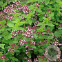 Oregano Zaden GM Per 1850 zaden